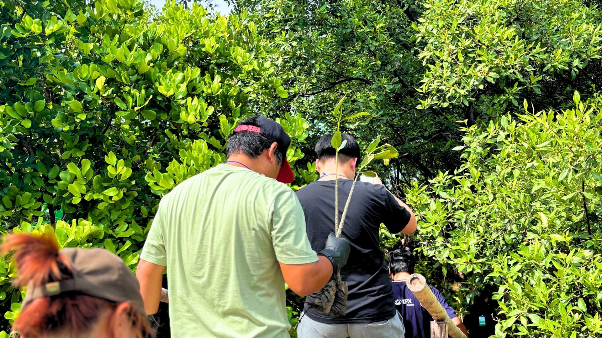 KPX CSR ปลูกต้นโกงกางในวันสิ่งแวดล้อมโลก